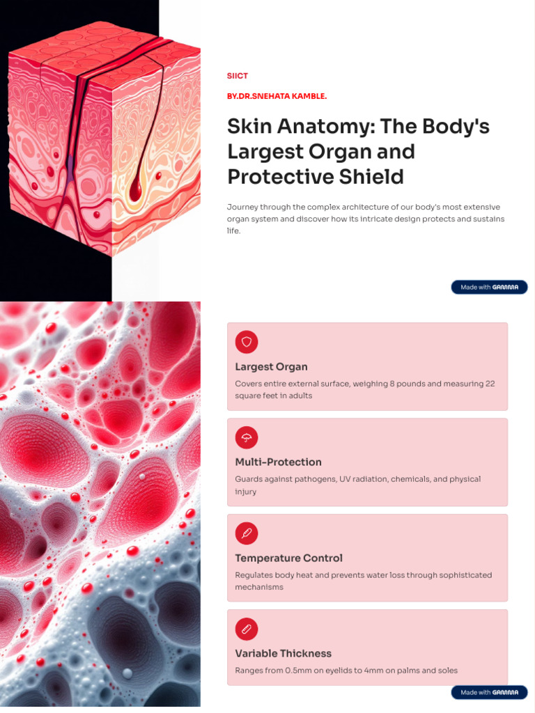 Skin Anatomy | PDF