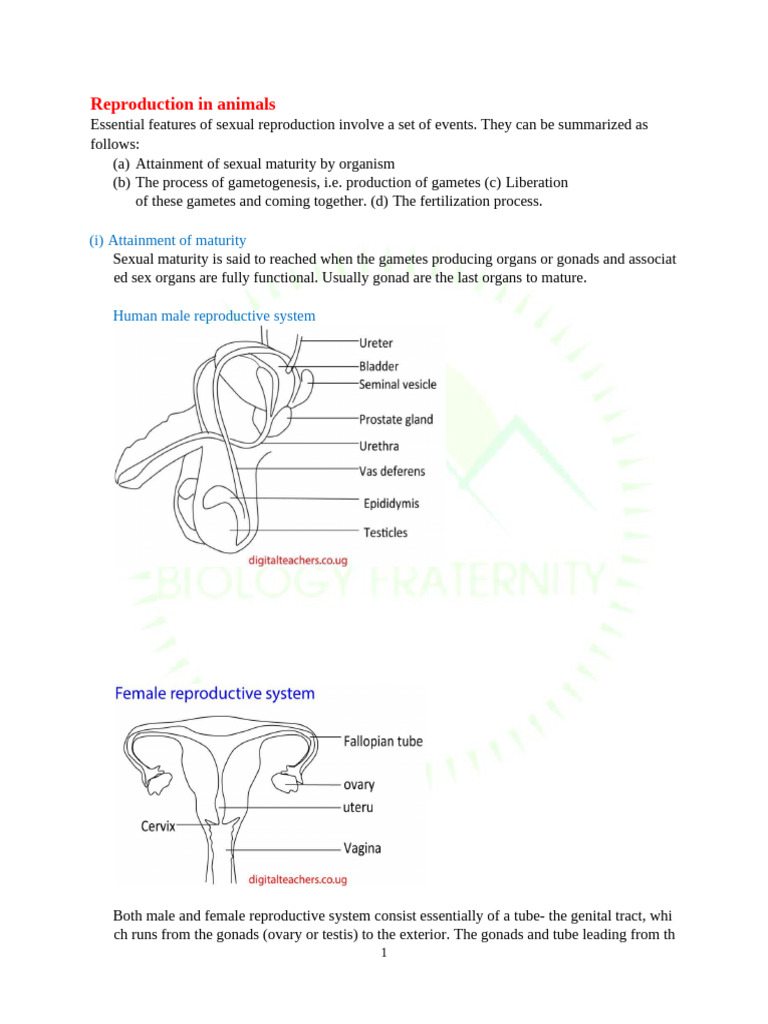Reproduction in Animals A Level | PDF | Menstrual Cycle | Meiosis