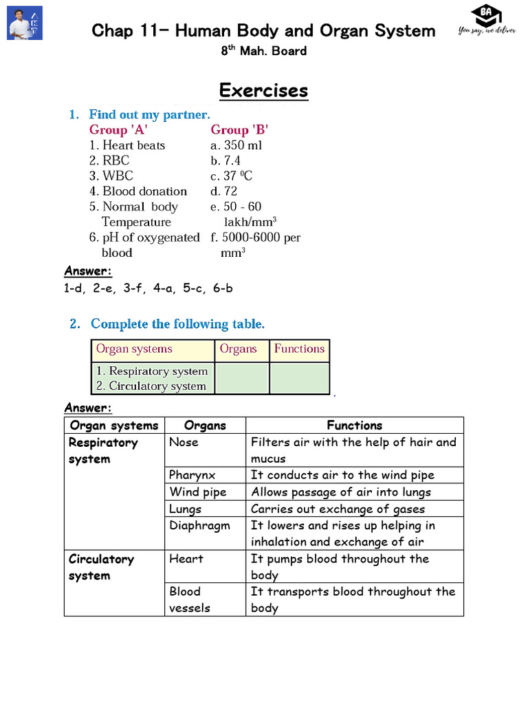 11 - Human Body and Organ System | PDF | Blood | Respiratory System