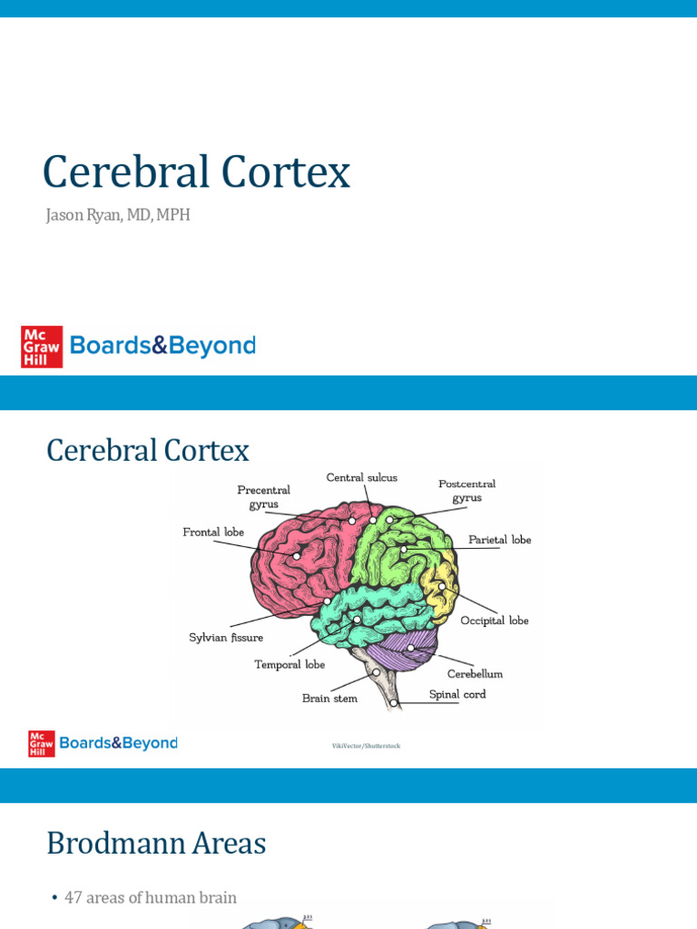 Cerebral Cortex 1P | PDF | Temporal Lobe | Parietal Lobe