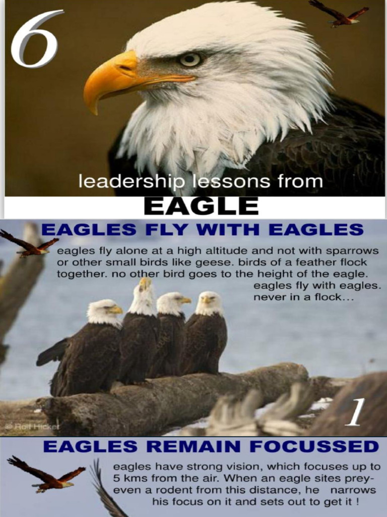 Life Lessons From Eagle 1 | PDF