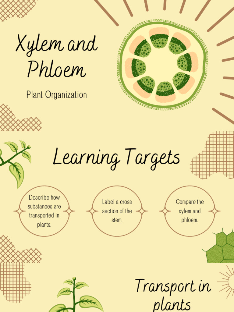 Xylem & Phloem | PDF