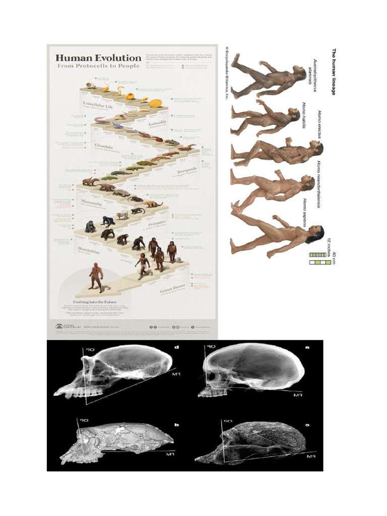 Human Evolution | PDF