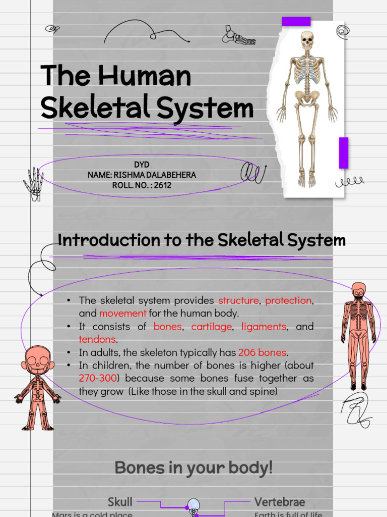 Human Bones | PDF