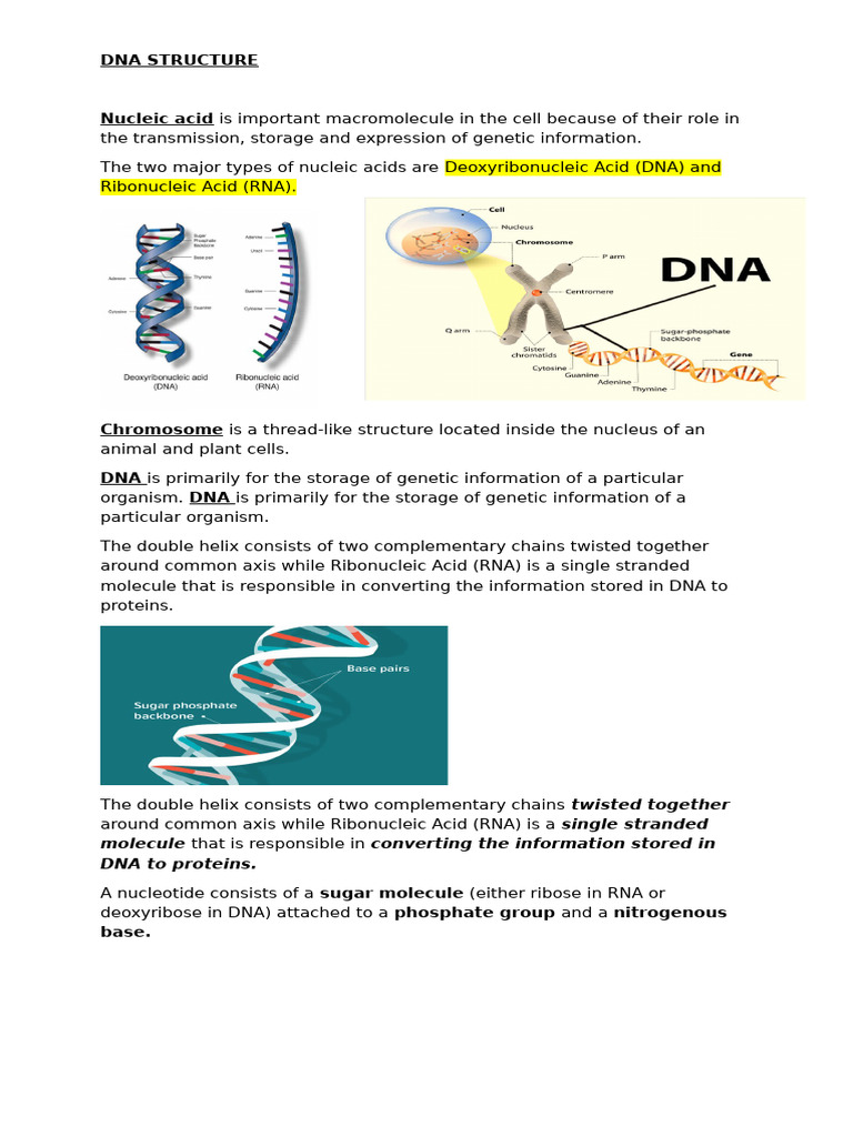 Dna and Rna and Protein Synthesis | PDF | Translation (Biology) | Rna