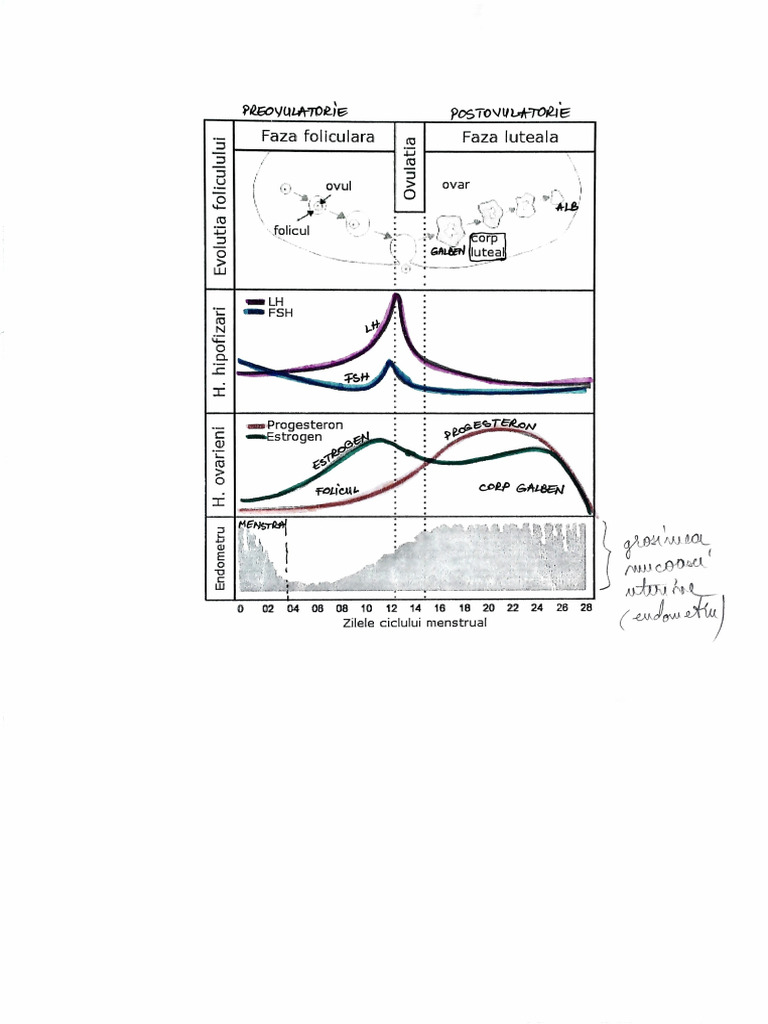 Reprod - Ciclul Ovarian | PDF