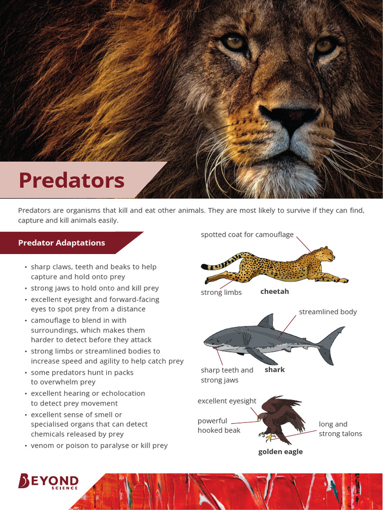 Predators Information Poster | PDF
