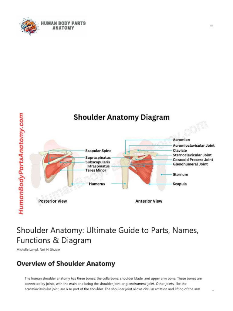 Shoulder Joint | PDF