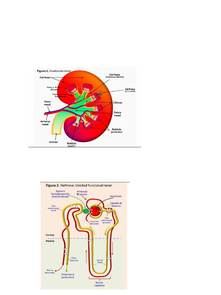 Nefro | PDF