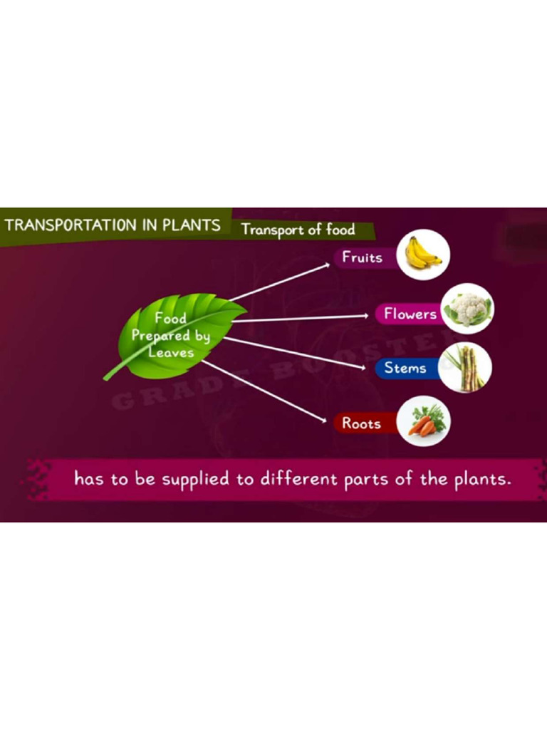 Transportation of Food | PDF