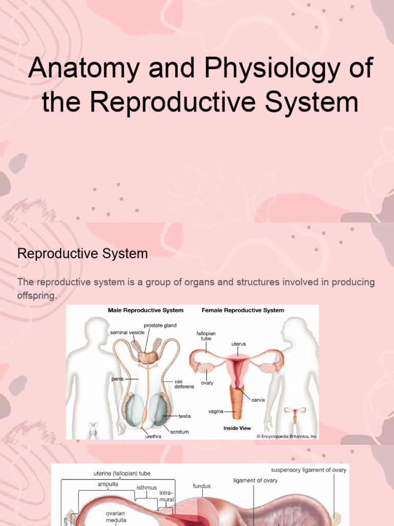 Anatomy and Physiology of The Reproductive System | PDF | Menstrual ...