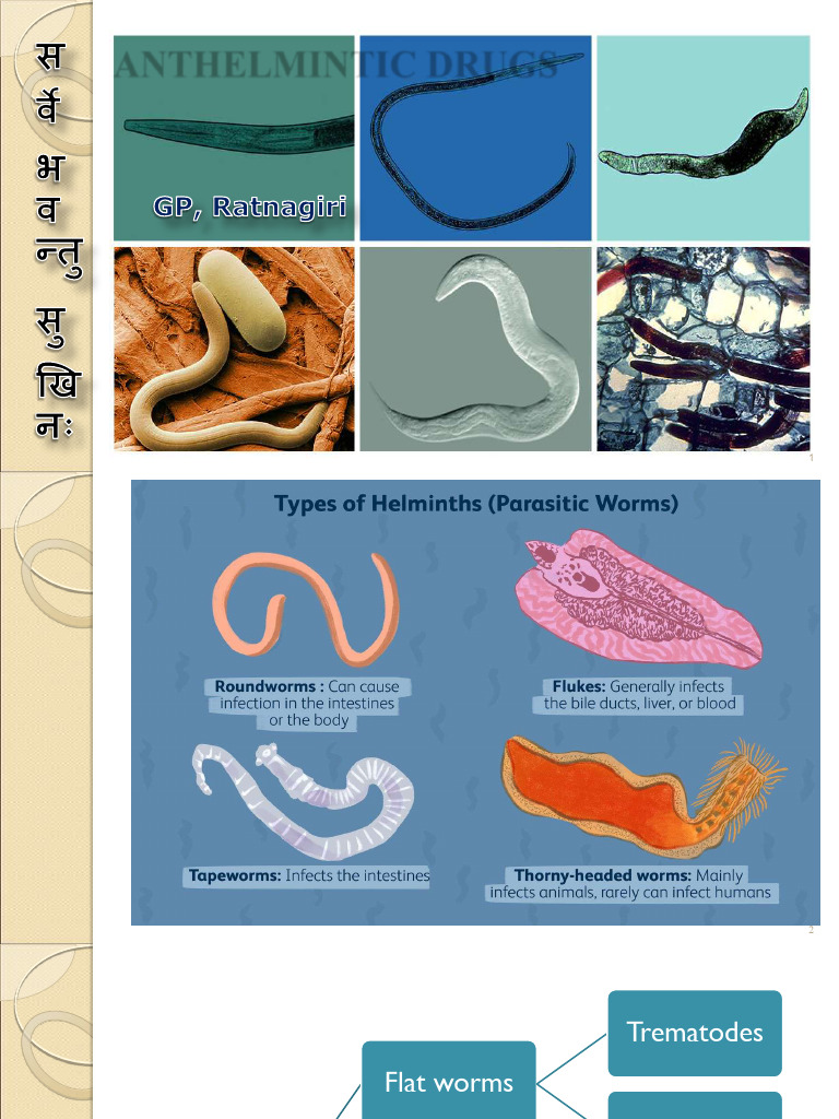 Antihelminth Drugs ASS | PDF | Diseases And Disorders | Clinical Medicine