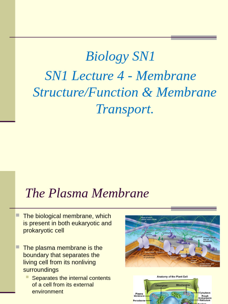 SN1 Lecture 4-Membrane Transport | PDF | Cell Membrane | Endoplasmic ...