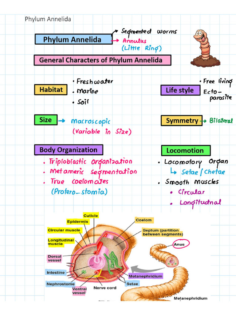 Phylum Annelida | PDF