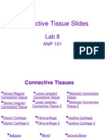 Connective Tissue Slides