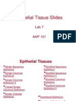 Epithelial Tissue Slides