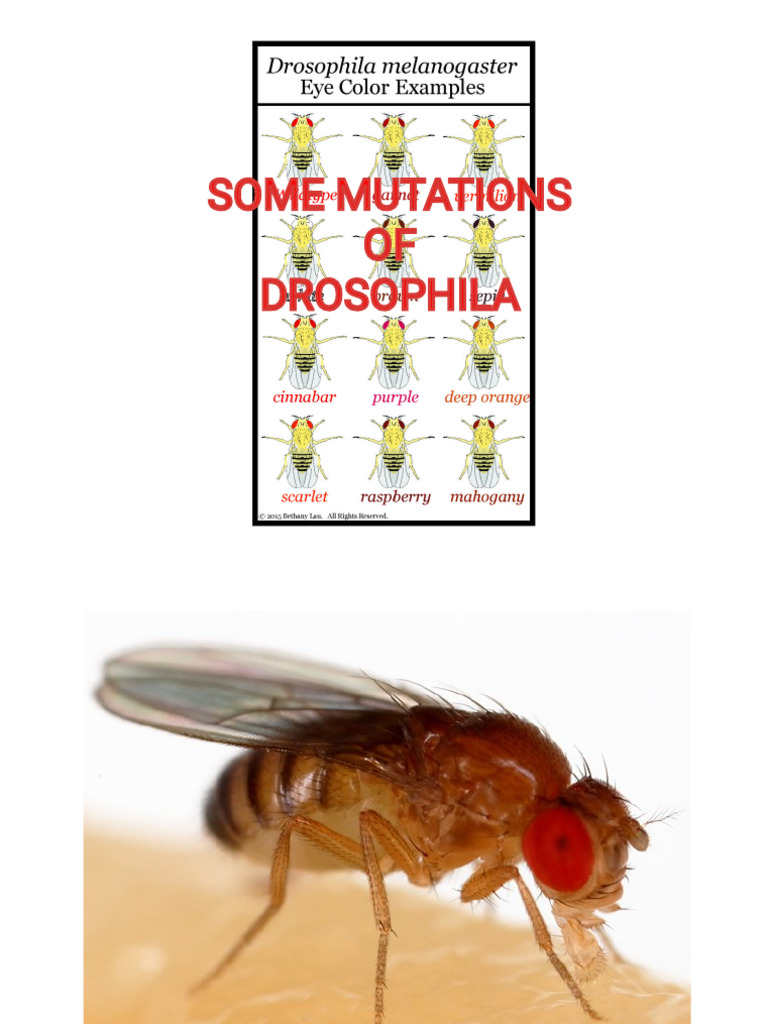 Drosophila Mutation | PDF | Drosophila Melanogaster | Fly