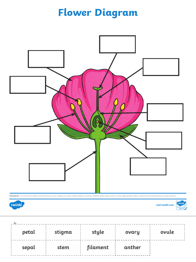 Parts of Flower Practice | PDF | Flowers | Plants