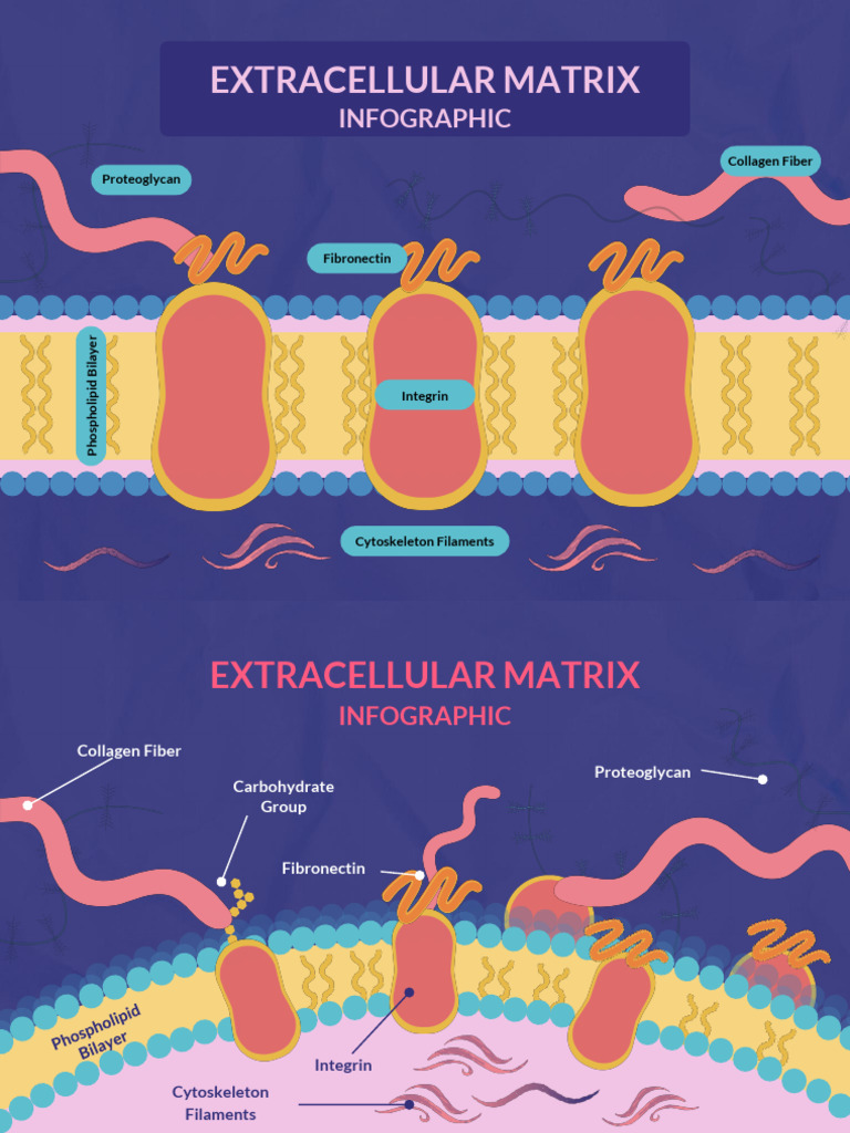 Extracellular Matrix Infographic | PDF
