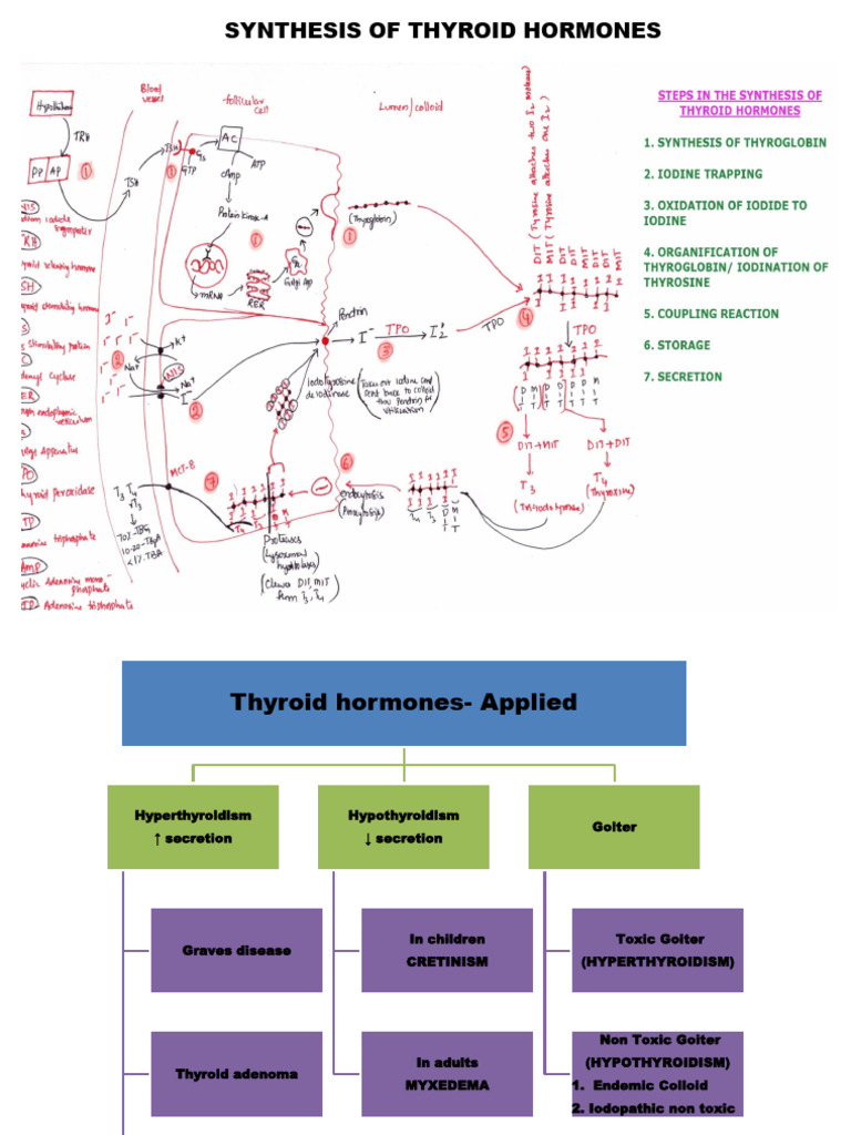 Thyroid Gland Applied | PDF | Thyroid | Hyperthyroidism