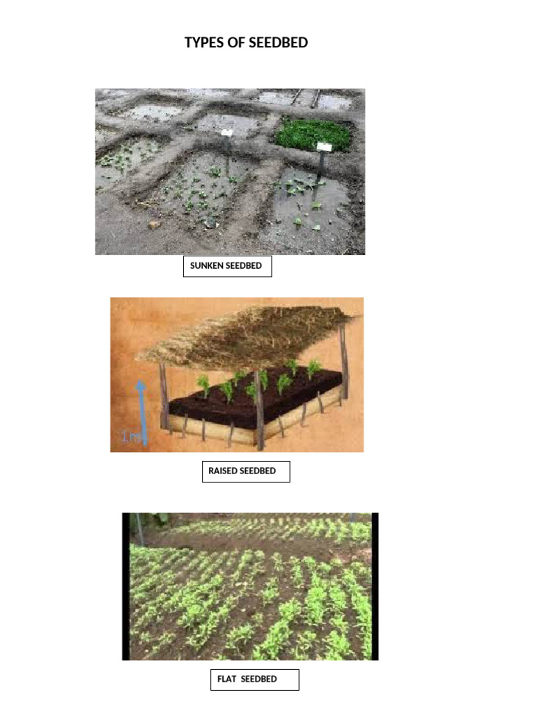 Types of Seedbed | PDF