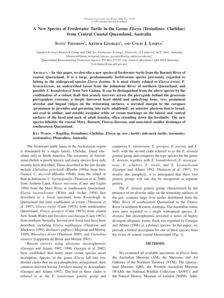 A New Species of Freshwater Turtle in The Genus Elseya (Testudines ...