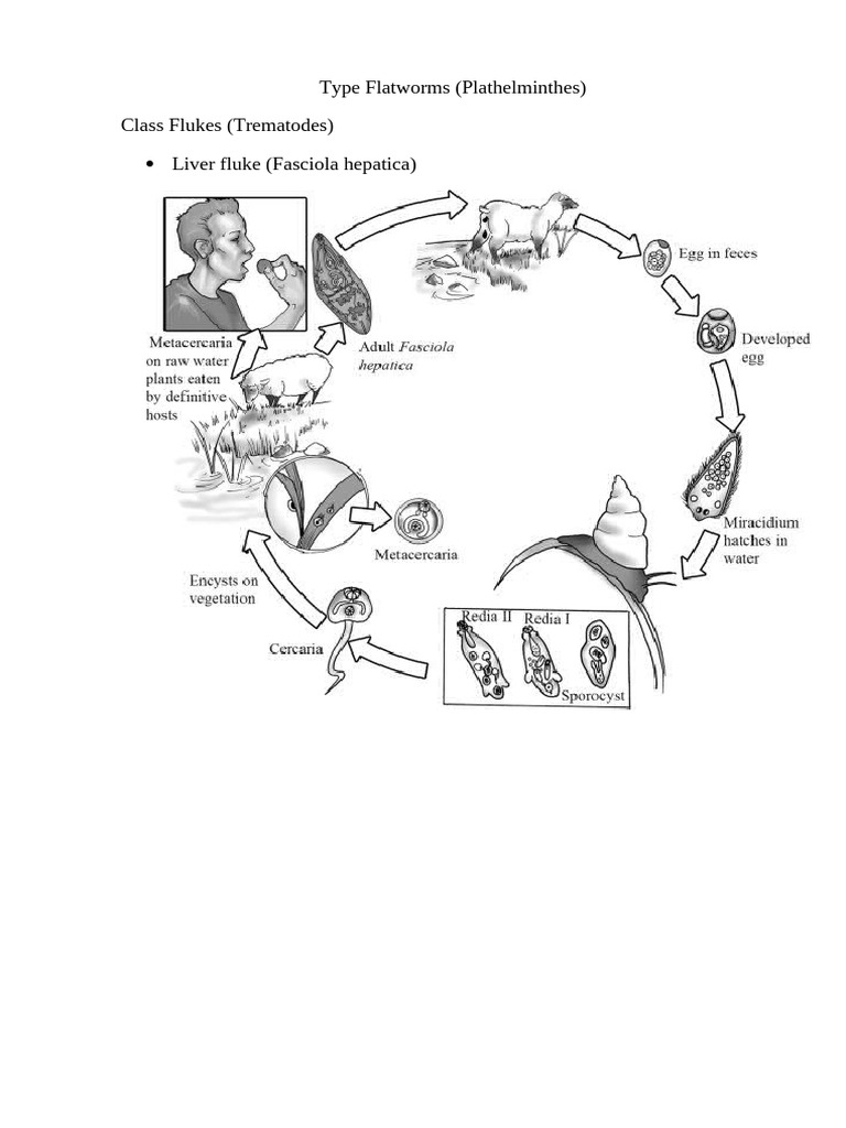 Class Flukes (Trematodes) | PDF
