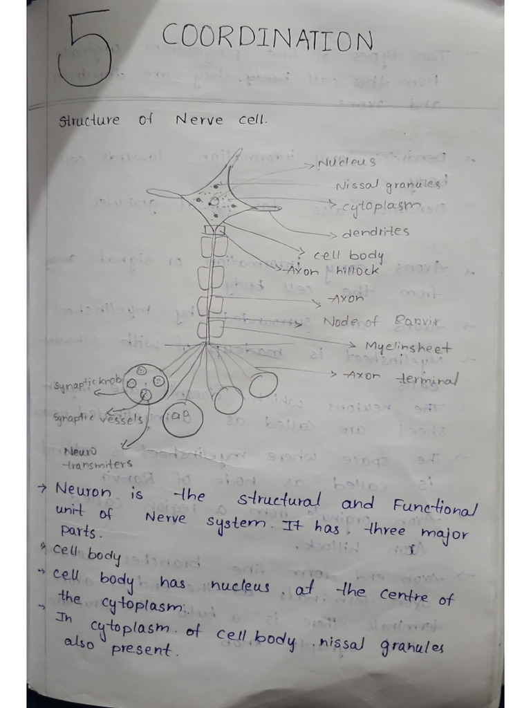 Bio CW | PDF