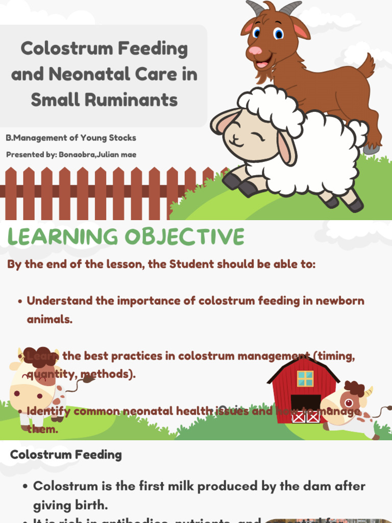Colostrum Feeding and Neonatal Care in Small Ruminants | PDF | Medical ...