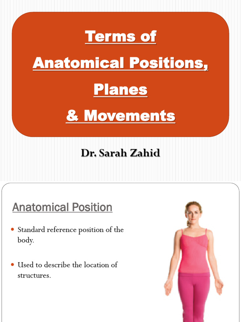 Lec#2 Terminologies and Anatomical Positions | PDF | Anatomical Terms ...