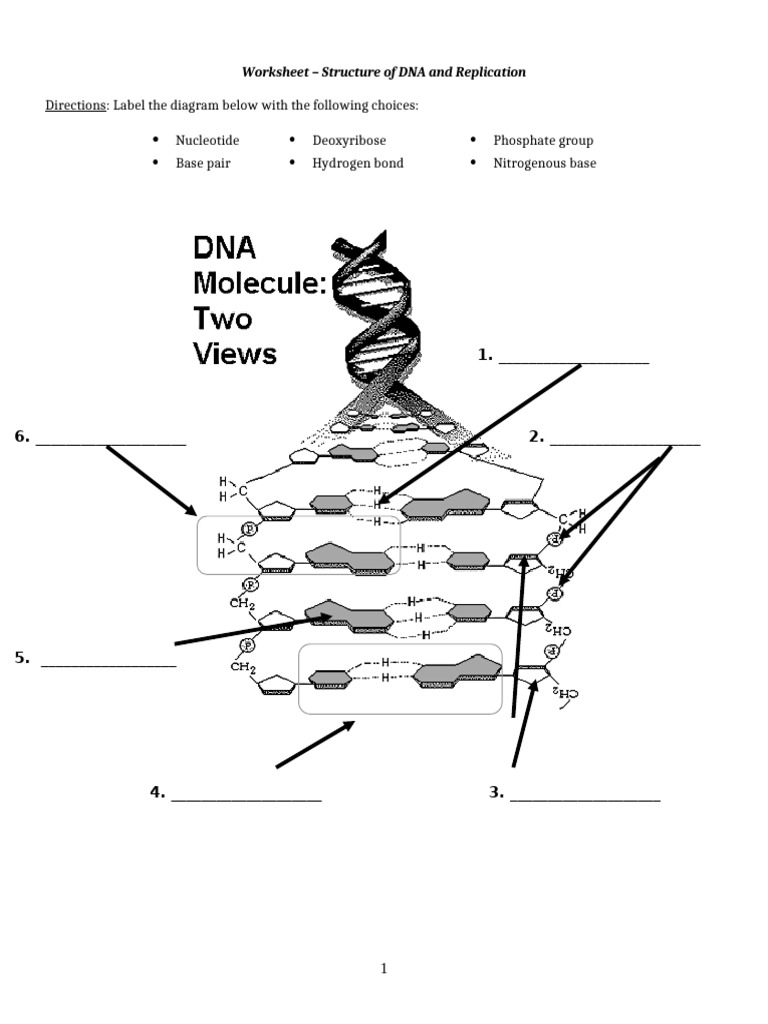 DNA Structure Worksheet | PDF | Dna | Dna Replication