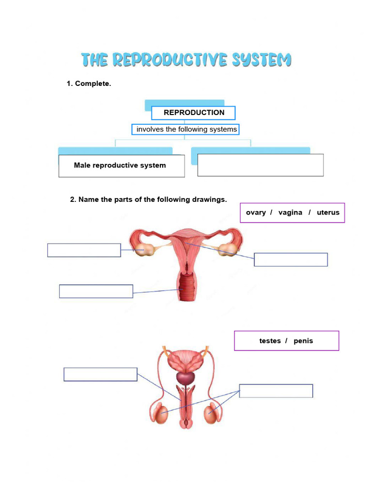 Reproductive System | PDF