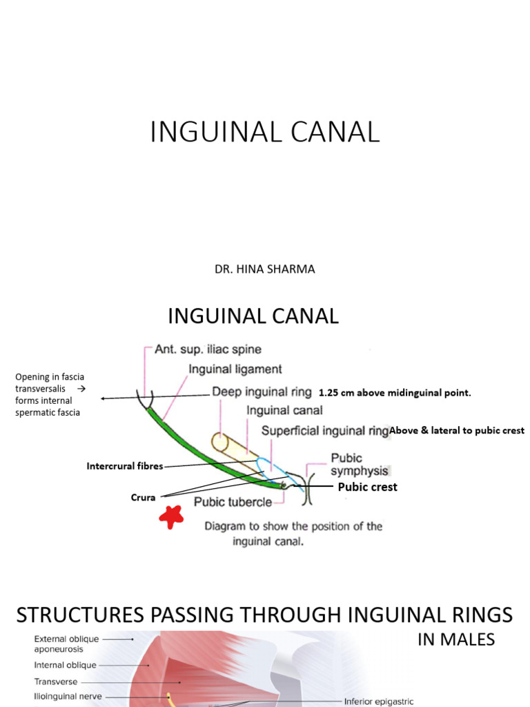 Inguinal Canal | PDF