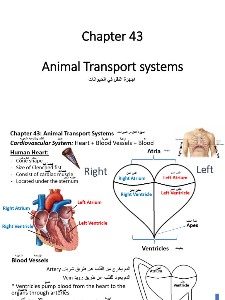 CH 43 | PDF