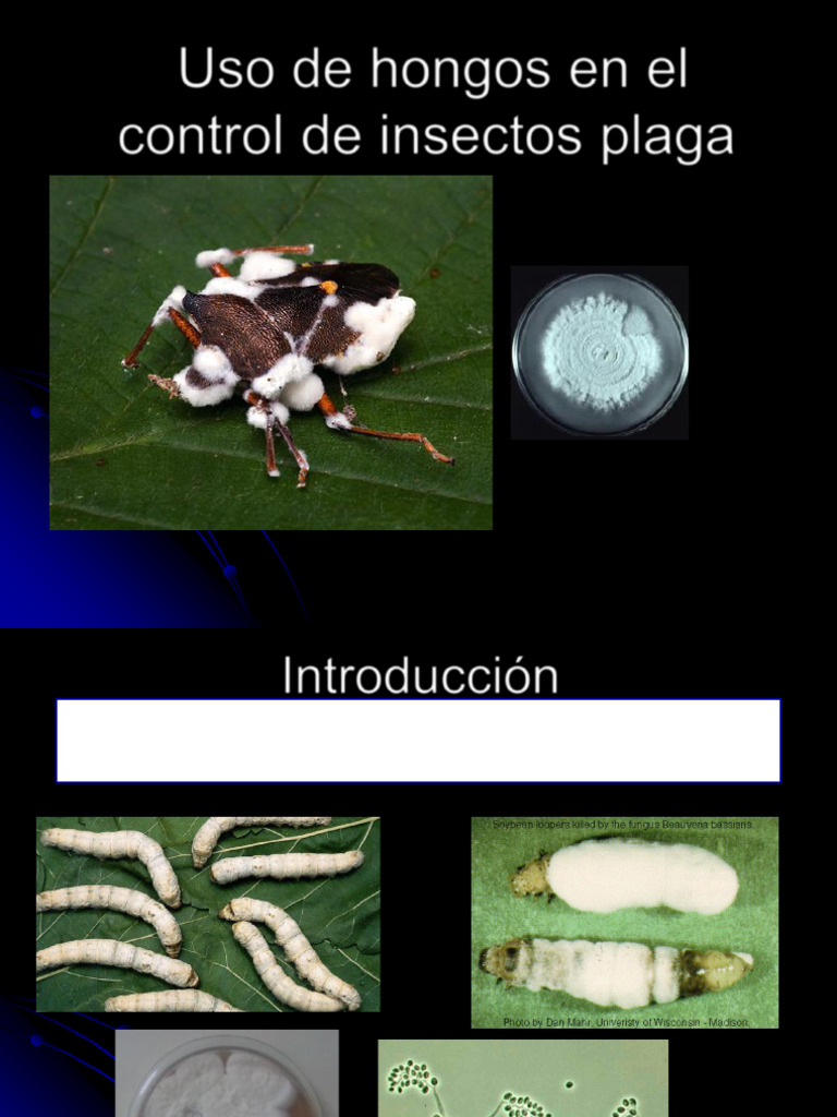 Uso de Hongos en El Control de Insectos Plaga | PDF