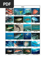 Local Fish Names in Tagalog | PDF | Recreational Fishing | Fish