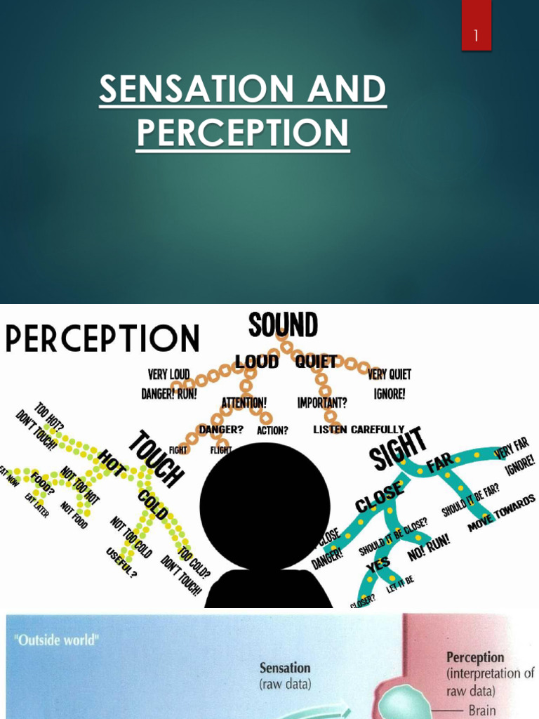 6) Sensation and Perception | PDF | Perception | Senses