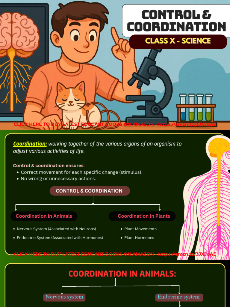 Control and Coordination | PDF | Neuron | Axon