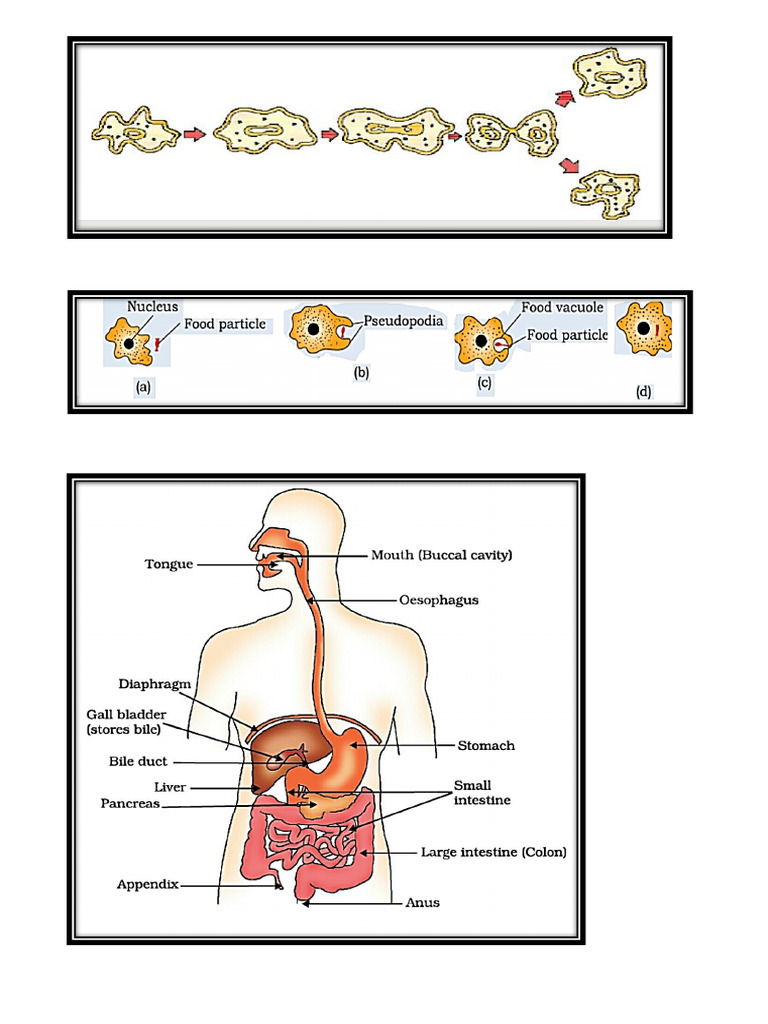 10 Science Diaram Learning Print | PDF