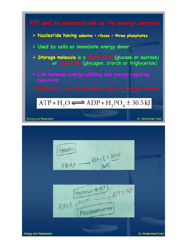 ATP - Functions | PDF