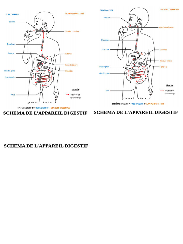 Schema de L'Appareil Digestif Schema de L'Appareil Digestif | PDF