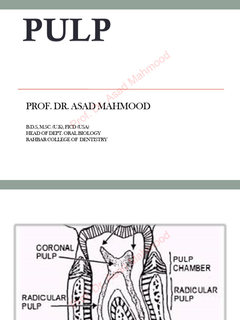 Pulp 2 | PDF | Dentin | Nerve