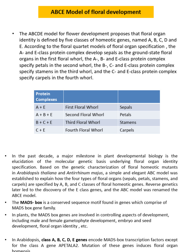 Abc Model | PDF