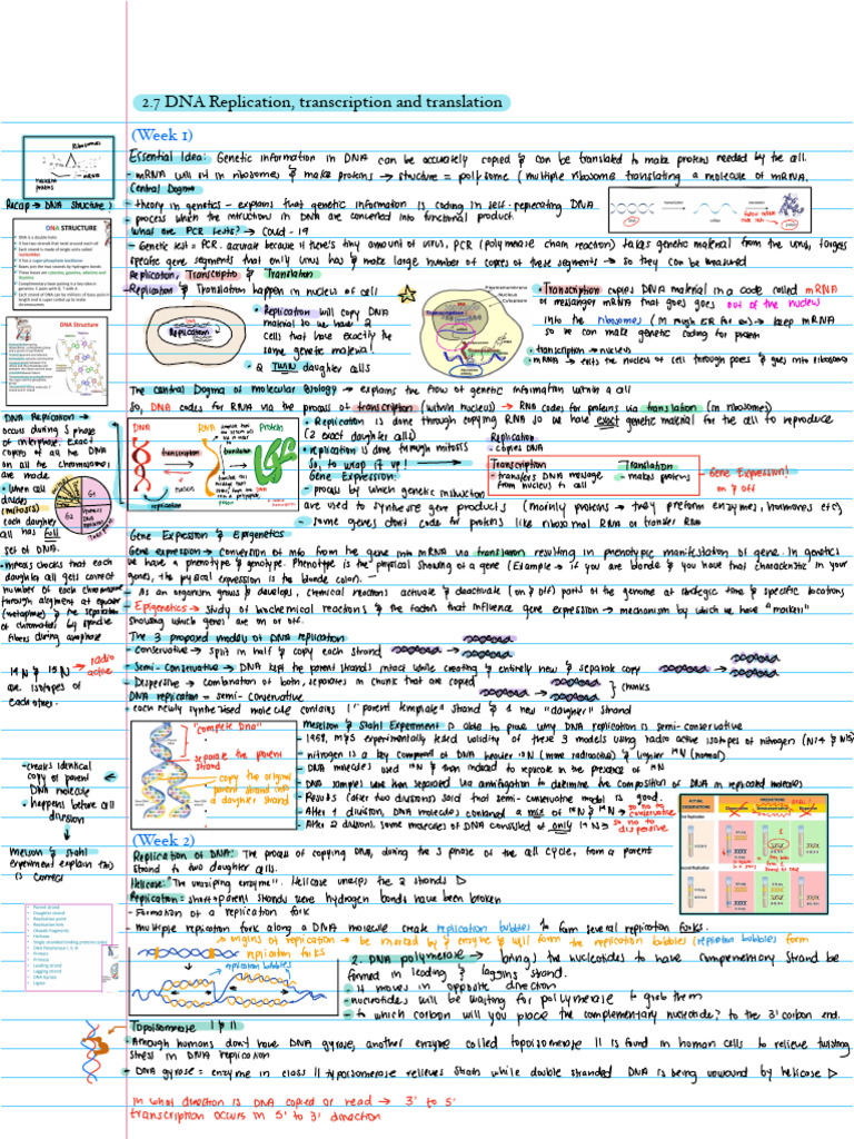 2.7 DNA Replication, Transcription and Translation | PDF | Rna | Dna ...