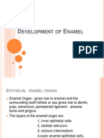 Development of Enamel