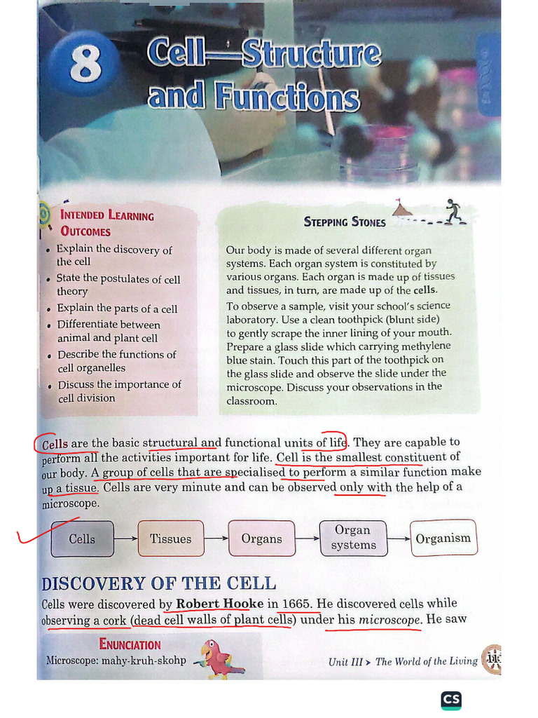 Cell - Structure and Function | PDF