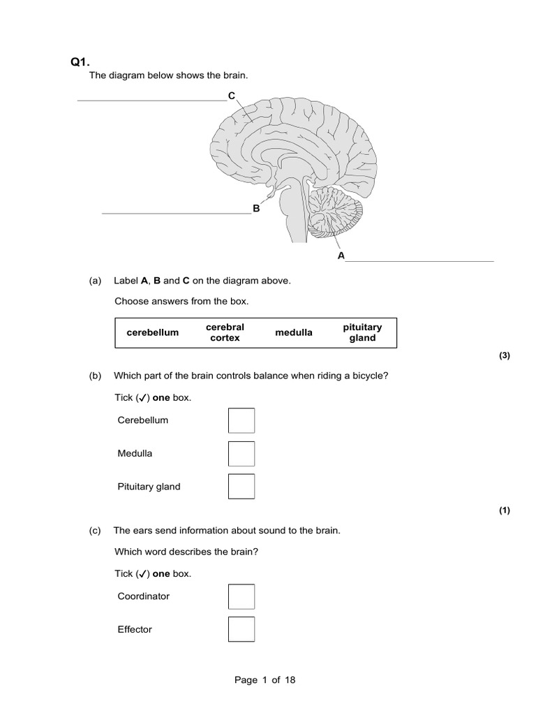 Brain and Eye Exam Questions Q and A | PDF | Brain | Neuron