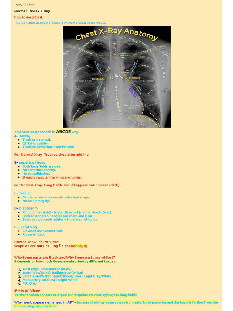 XRay Thorax | PDF