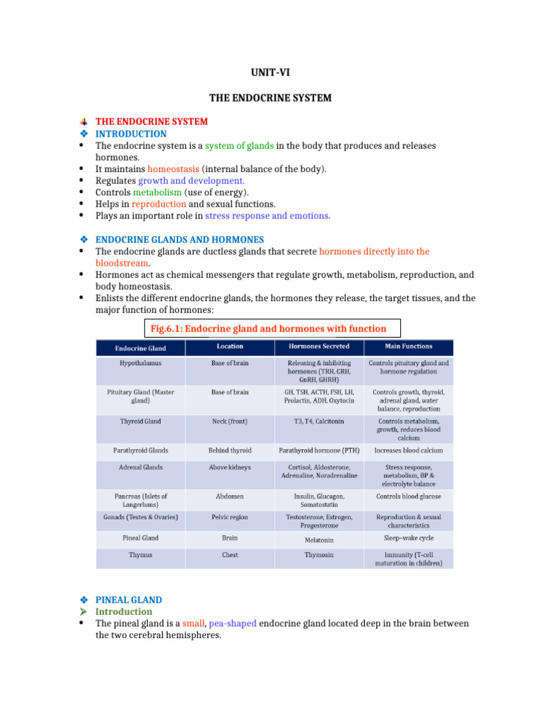 The Endocrine System | PDF | Adrenal Gland | Endocrine System