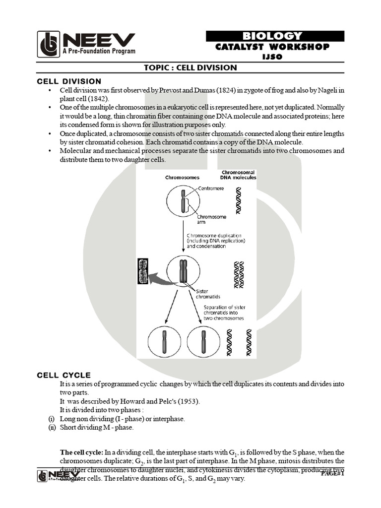 3 Bio Catalyst Workshop Cell Division WA | PDF | Mitosis | Meiosis